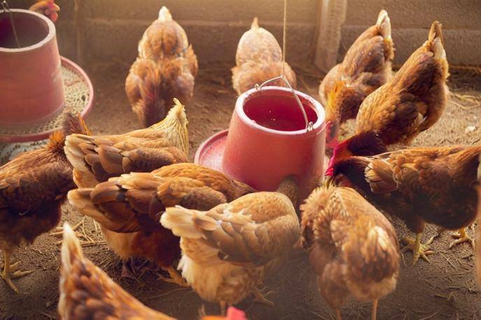 下蛋雞怎麼樣配飼料，蛋雞配合飼料參考