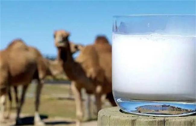 駝奶粉哪個品牌正宗？青少年好口碑的奶粉