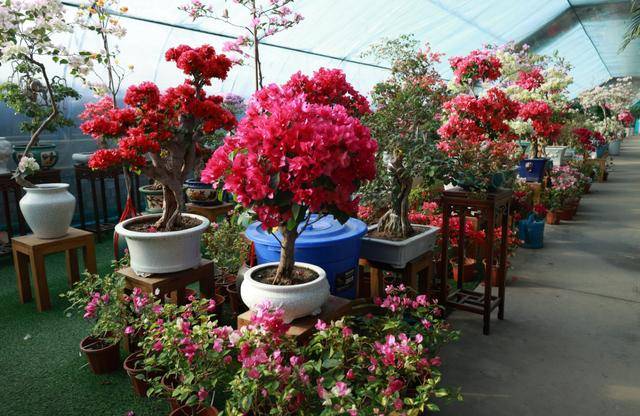 賀蘭縣：奼紫嫣紅煥生機 花卉市場備貨忙