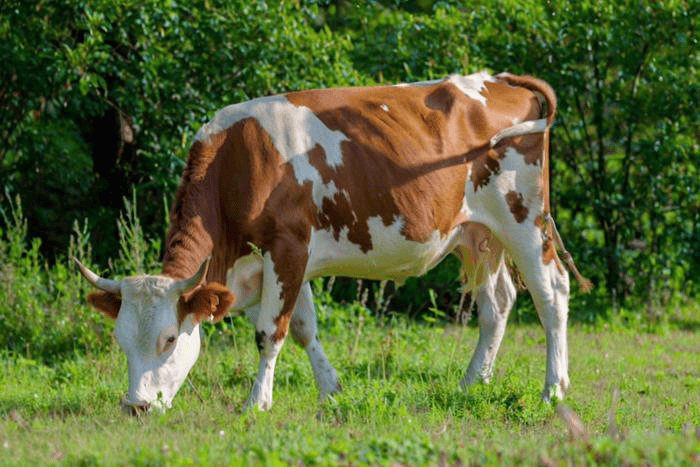 怎麼給奶牛配飼料，高產奶牛配合飼料的參考