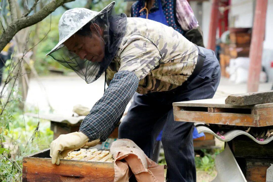 留壩蜂蜜又有新續集了？