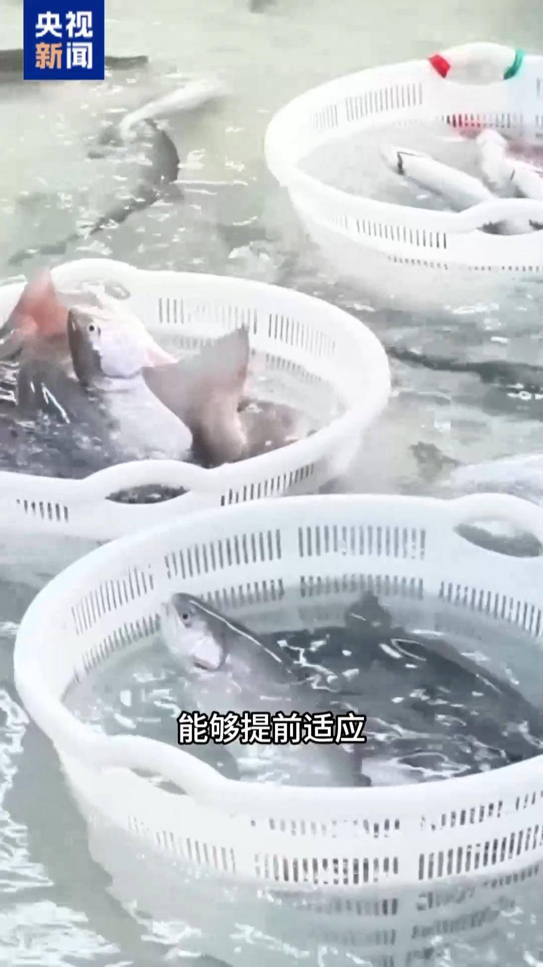 “十五五”開好局 起好步丨三文魚也要“搬家” 陸海接力養殖助力“藍色糧倉”