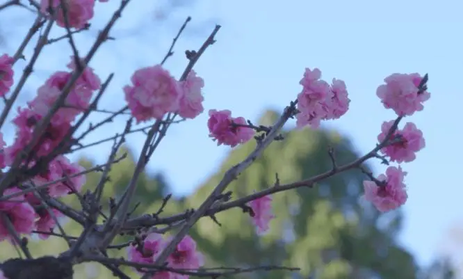 必須收藏！絕美！絕美！誰能拒絕這波中式美學？昆明超詳細賞梅攻略來了，包出片！