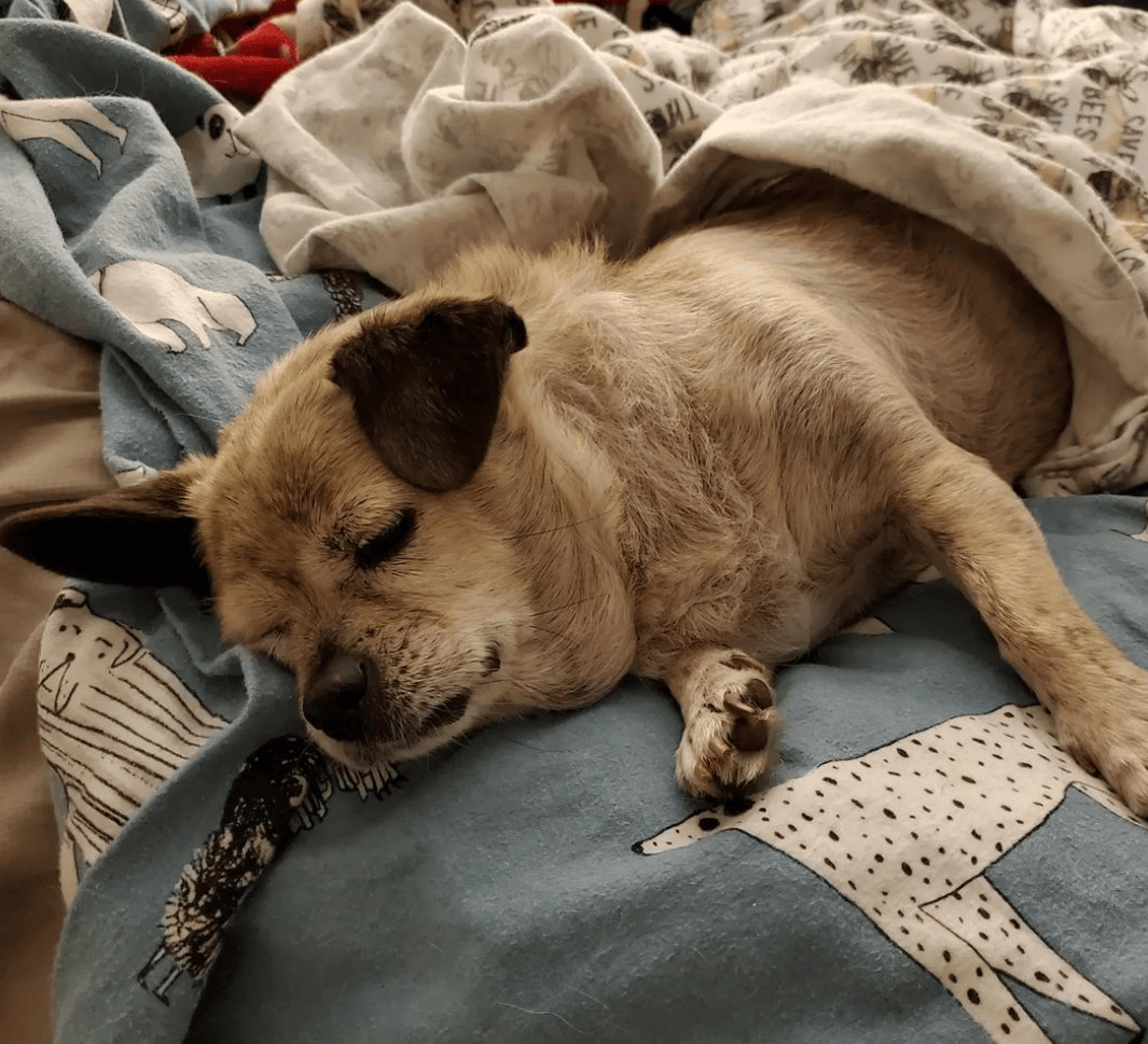 狗子怕冷故意把窗簾蓋在身上，狗：這暗示夠明顯了吧？