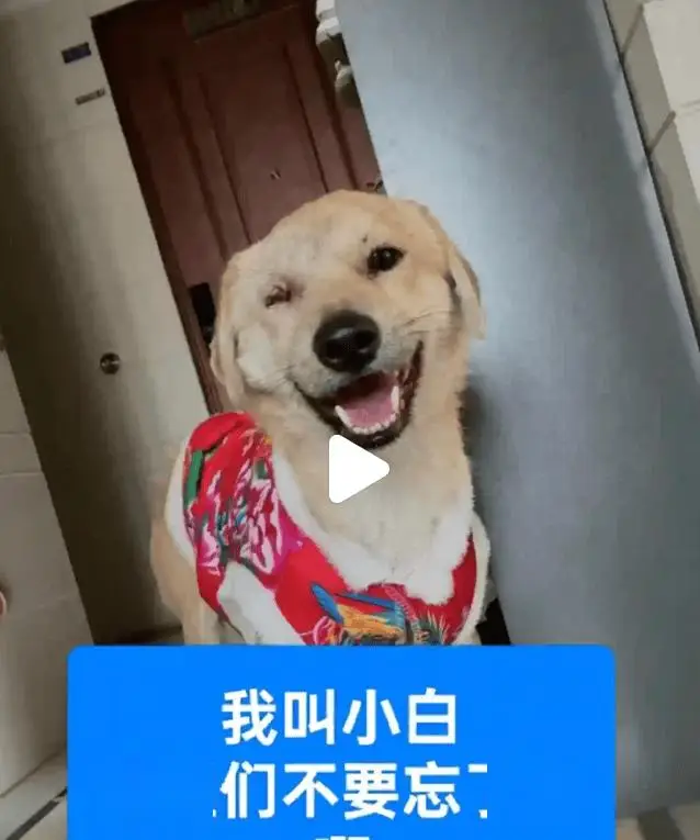 當街虐貓勒索800元：法律沉默時，善良必須支付贖金嗎？