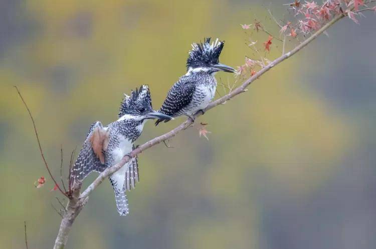 國際旅遊攝影網2026年國內外攝影路線全景指南