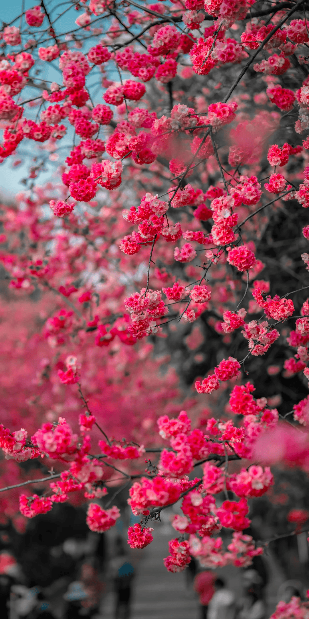 三八節限定！櫻花樹下，詩歌與鮮花皆為她